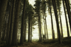 Tại sao chọn gỗ tự nhiên làm ngoại thất